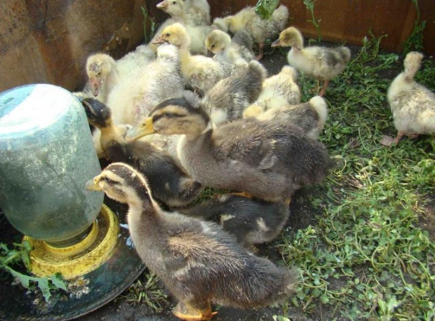 Велика сіра порода гусенят