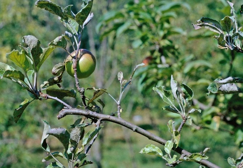 Борошниста роса Борошниста роса