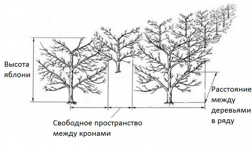 Відстань між деревами