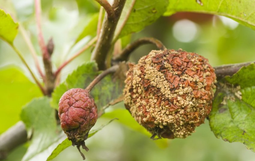 Плодова гниль Плодова гниль