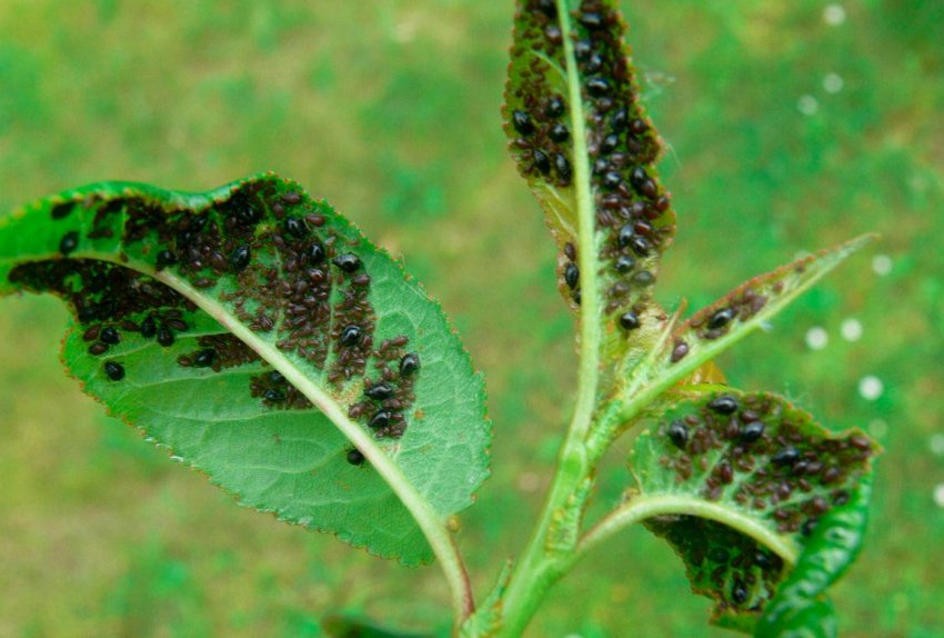 Попелиця на листках яблуні Попелиця на листках яблуні