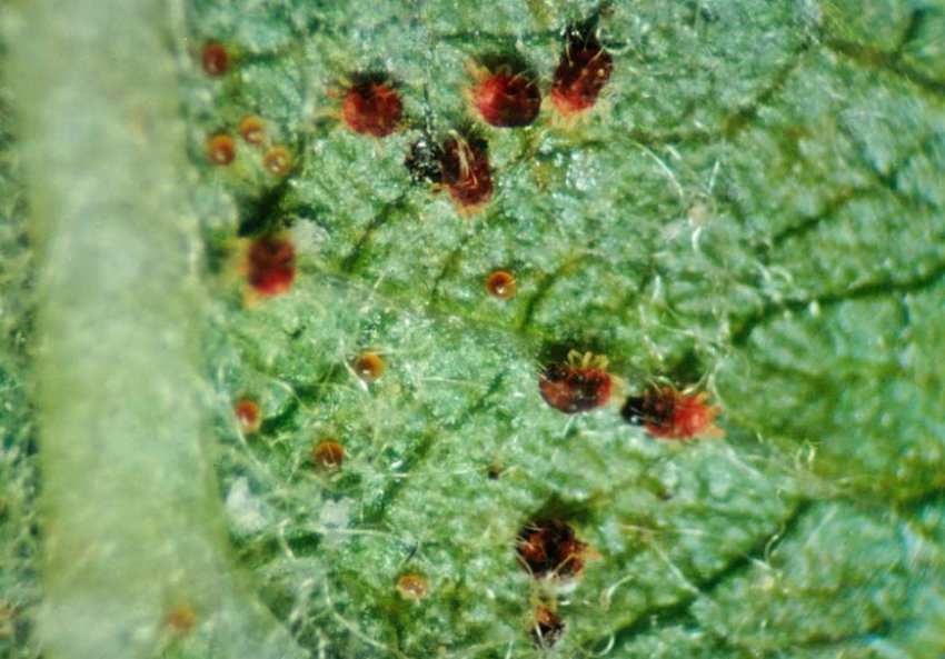 Яблонный кліщ на яблуні Яблонный кліщ на яблуні