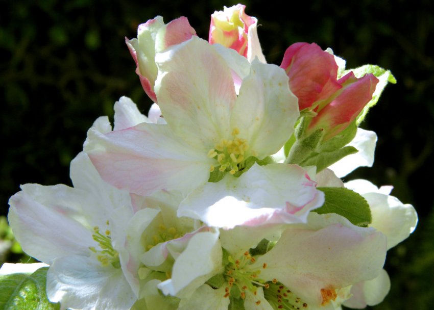 Цвітіння яблуні Гренні Сміт Цвітіння яблуні Гренні Сміт