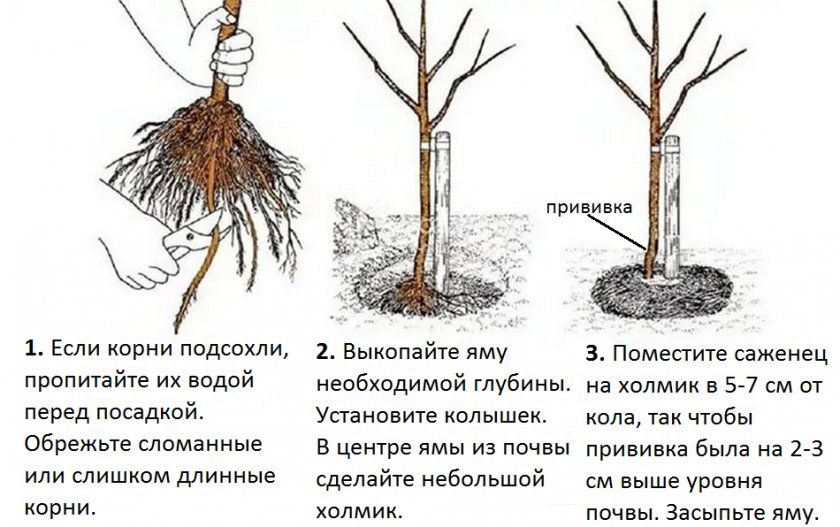 Этапы посадки саженца Этапы посадки саженца