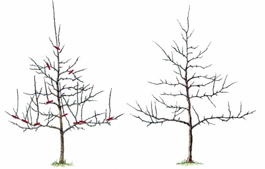 Веретеноообразная схема формування