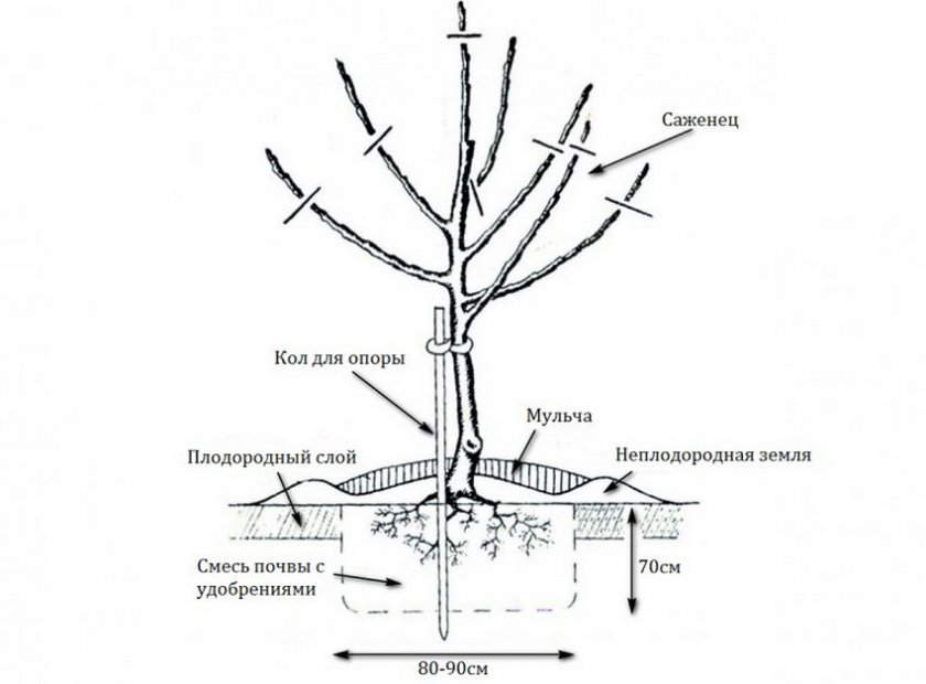 Схема посадки яблони Схема посадки яблони