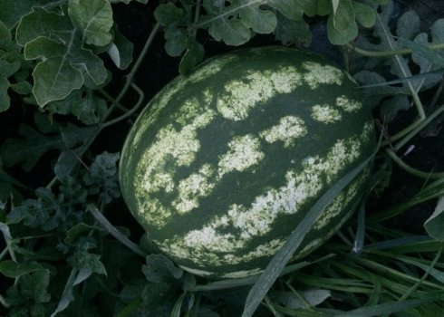 Особливості посадки і догляду за кавуном Карістан F1