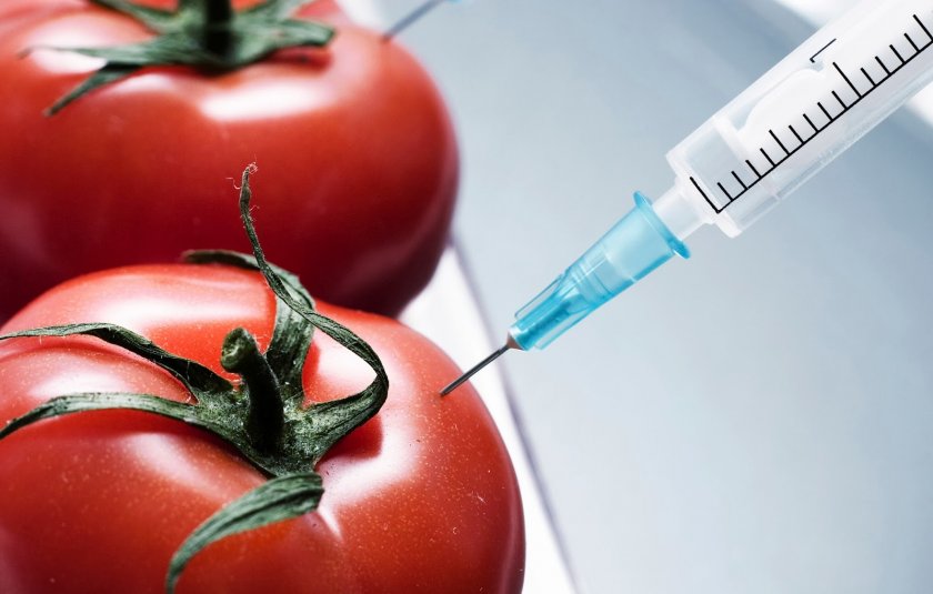 Италия и Германия хотели накормить российских коров вредной ГМО-продукцией Италия и Германия хотели накормить российских коров вредной ГМО-продукцией