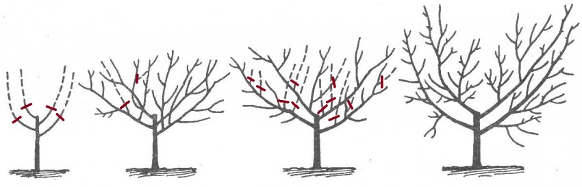 Чашевидних формування