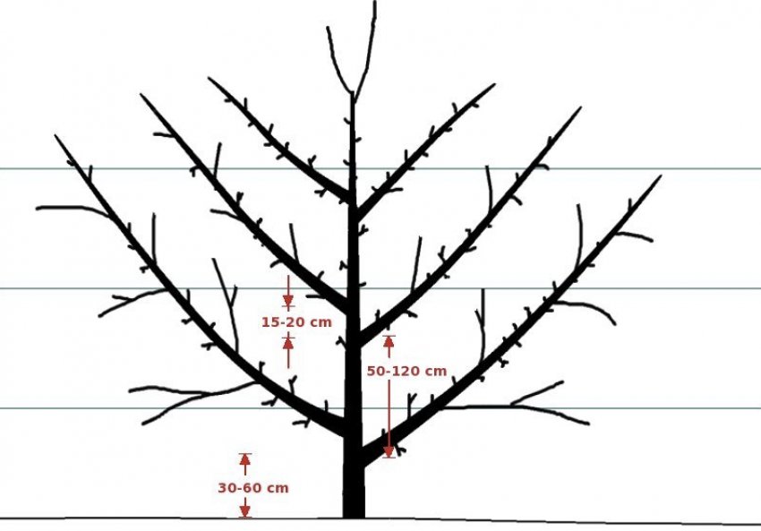 Вертикальна пальмета