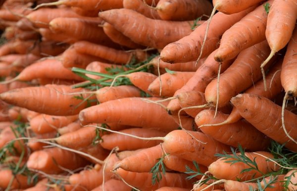 Морковь Осенний Король Описание Сорта Фото Отзывы