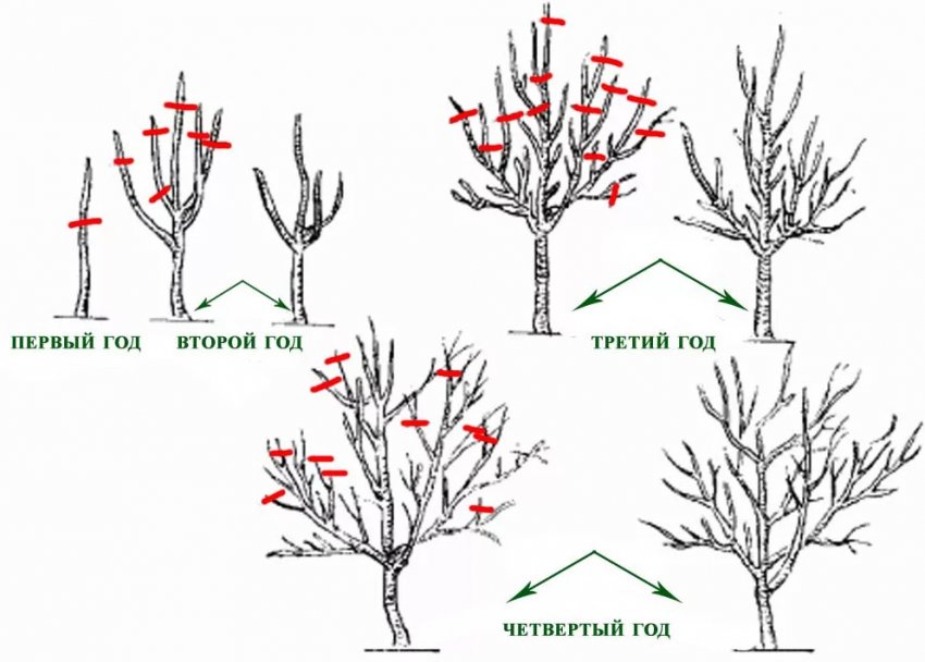Схема обрізка яблуні Схема обрізка яблуні