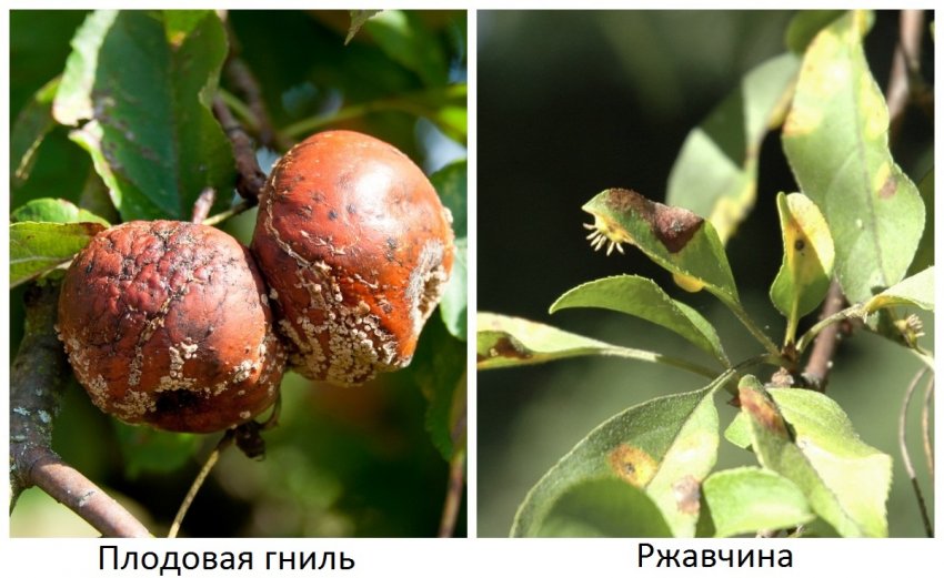 Болезни яблоневых деревьев описание с фотографиями и способы лечения