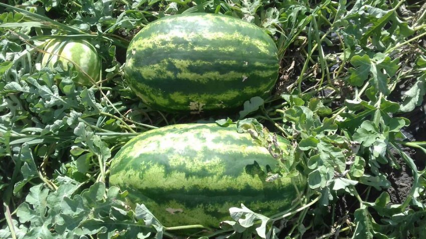 Кавун Карістан F1 Кавун Карістан F1