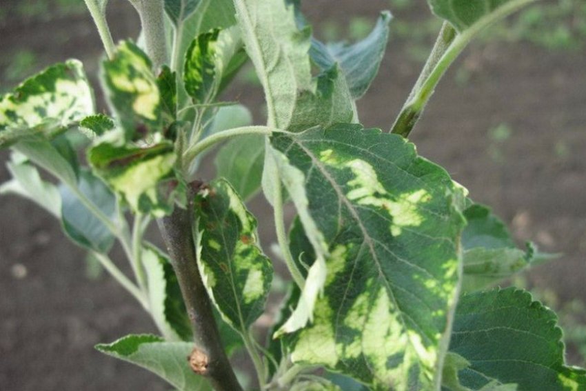 Вірус яблучної мозаїки Вірус яблучної мозаїки