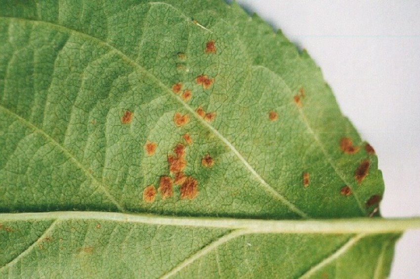 Кліщ на листку яблуні