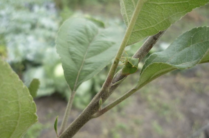 Цикадка на яблуні