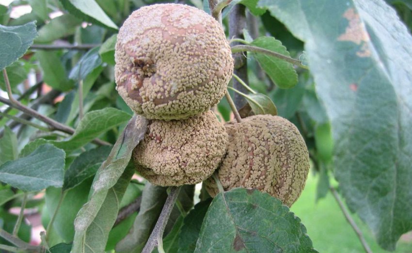 Моніліоз яблуні Моніліоз яблуні