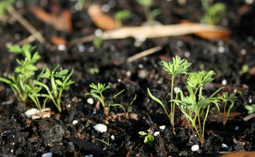 Підживлення моркви