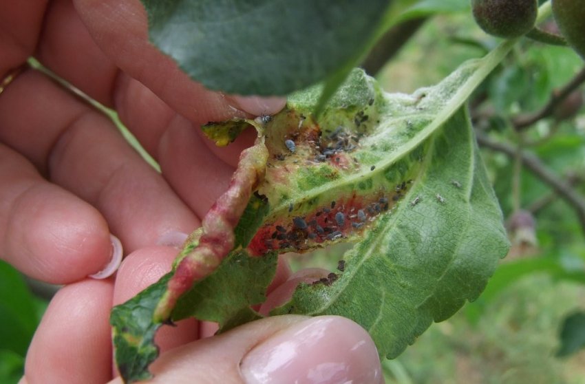 Попелиця на яблуні Попелиця на яблуні