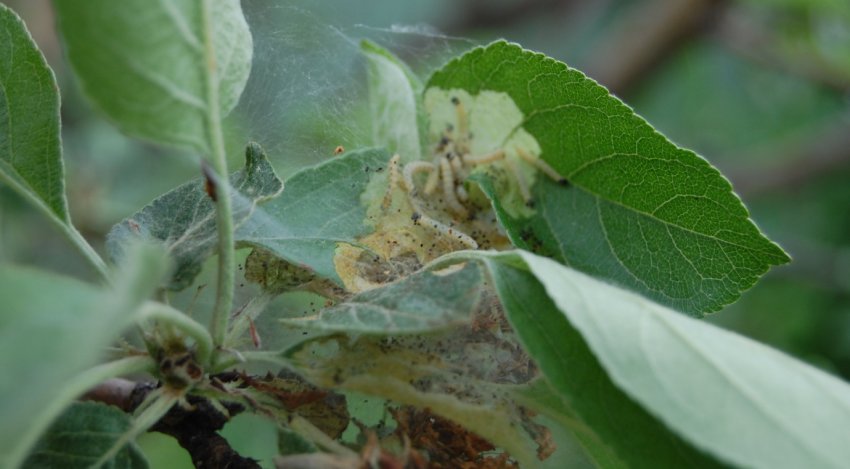 Листовійка Листовійка