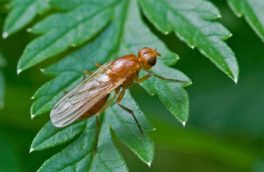 Морквяна муха