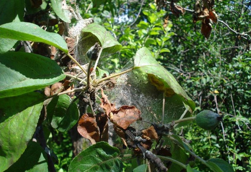 Павутинний кліщ на яблуні Павутинний кліщ на яблуні