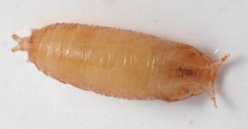 личинка мушки дрозофилы. личинки плодовых мух. стадии развития личинки дрозофилы. куколка дрозофилы. личинка мушки дрозофилы.