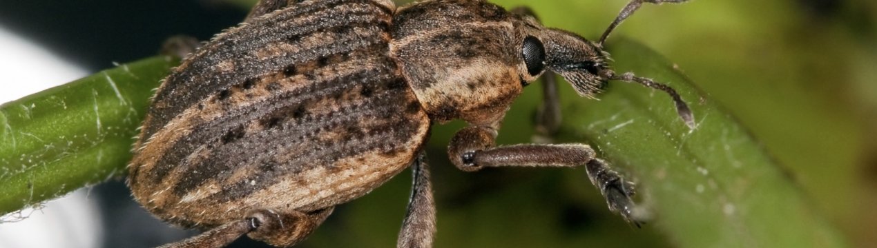 Як боротися з квіткоїдом на яблуні і чим обробляти дерева