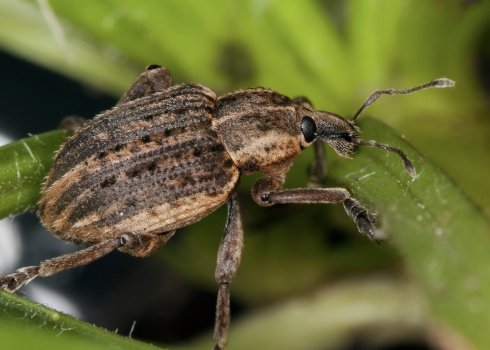 Как бороться с цветоедом на яблоне и чем обрабатывать деревья