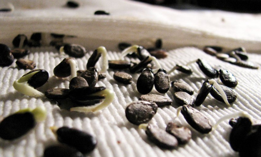 Насіння кавуна Насіння кавуна