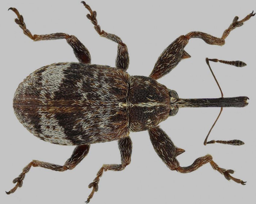 Яблуневий долгонсик