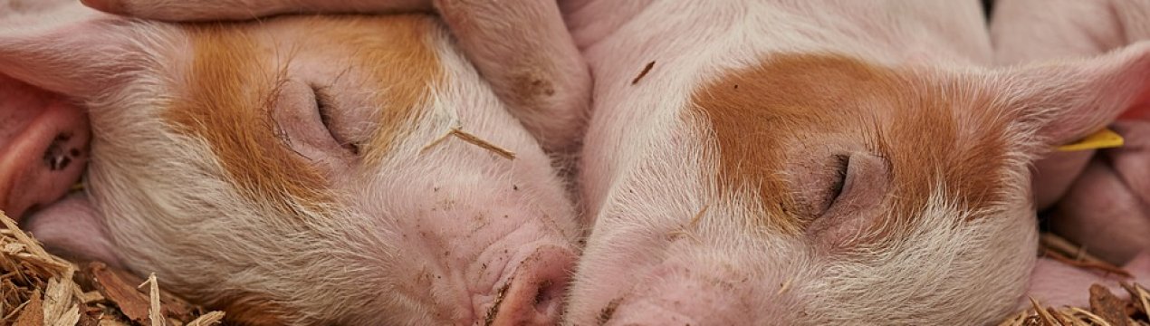 На Західній Україні скоро з'явиться великий свинокомплекс