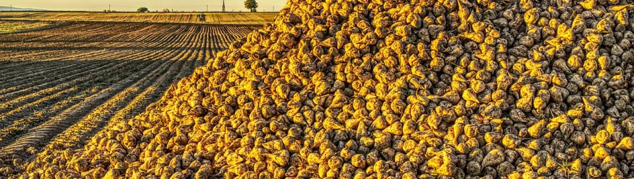Якість цукрових буряків в Україні на середньому рівні