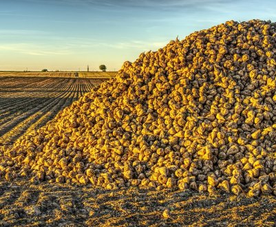 Якість цукрових буряків в Україні на середньому рівні