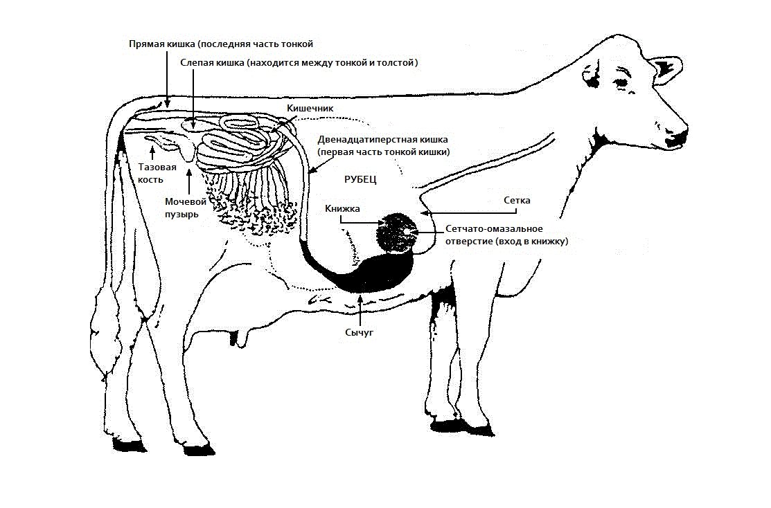 Внутренние органы коровы фото с названиями