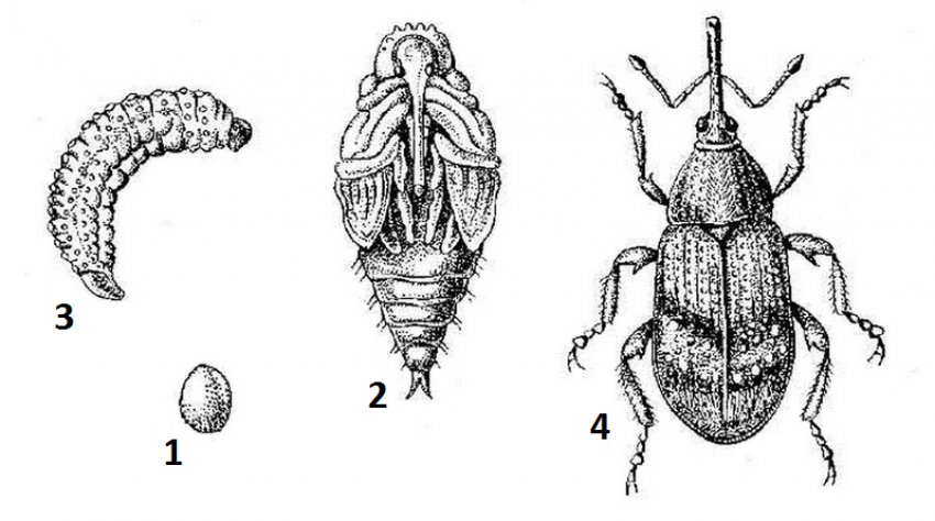 Стадія розвитку довгоносика