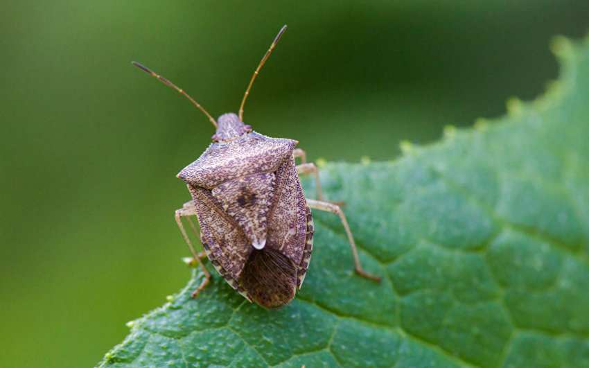 Мармуровий клоп Мармуровий клоп