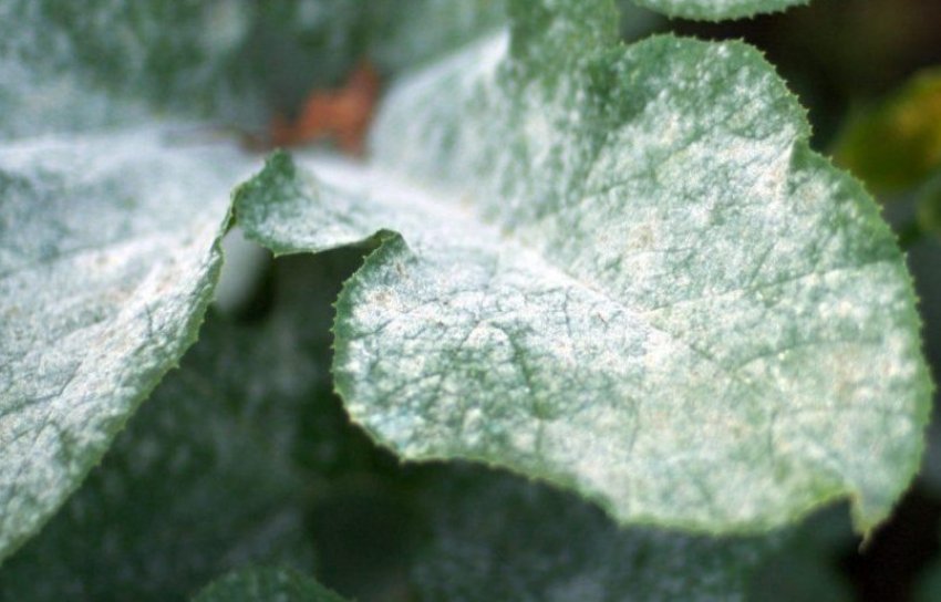 Борошниста роса на листі кавуна Борошниста роса на листі кавуна
