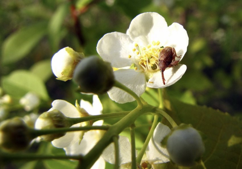 Жук довгоносик на квітці
