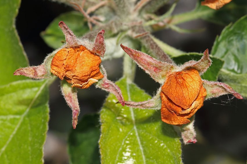 Ознака наявності довгоносика