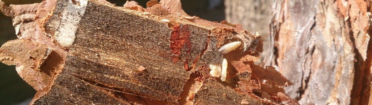 Як позбутися від короеда на яблуні?