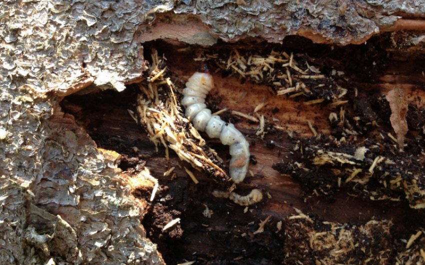 Личинка короїда