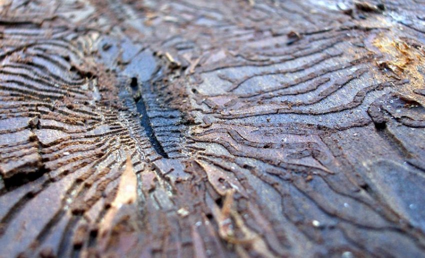 Сліди короеда