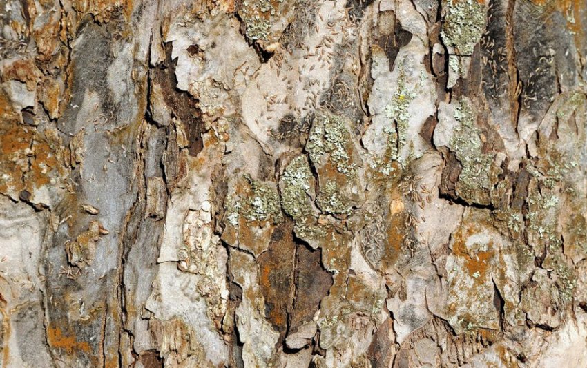 Короїд на яблуні