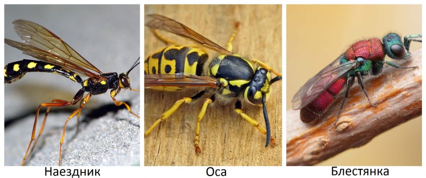 Хижі комахи для боротьби з довгоносиком