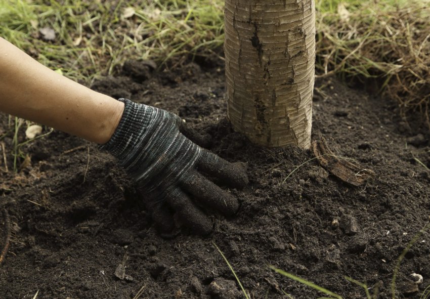 Розпушування ґрунту біля пристовбурового кола