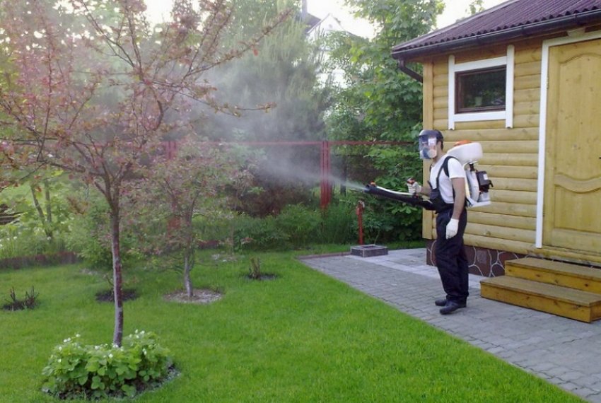 Обприскування яблуні