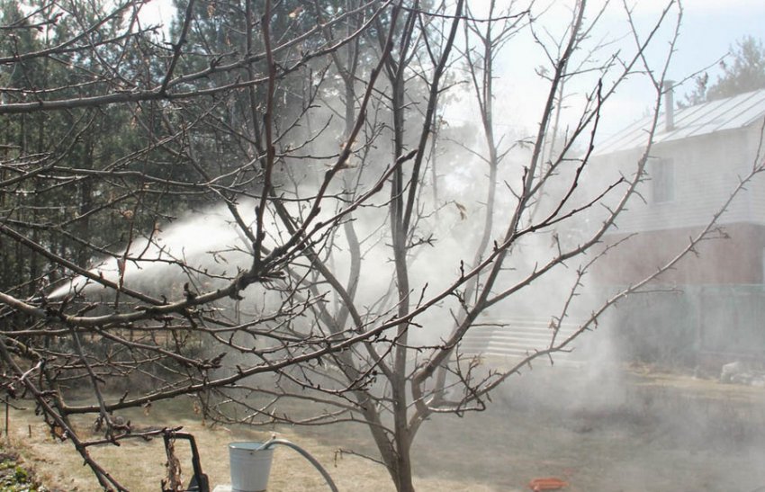 Хімічна обробка яблунь