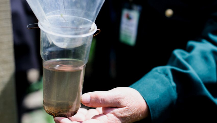 Феромони для короїдів